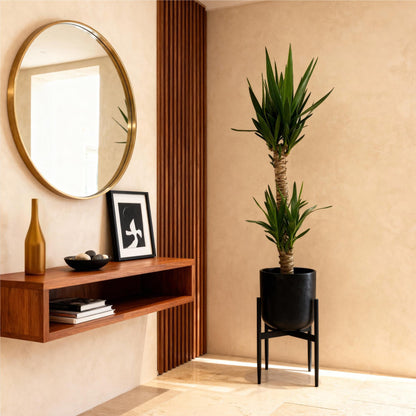 Yucca elephantipes kamerplant voor tropische uitstraling