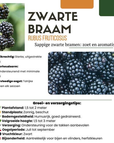 Zomervruchten Mix Pakket – 4 biologische zelfbestuivende fruitplanten voor in de tuin