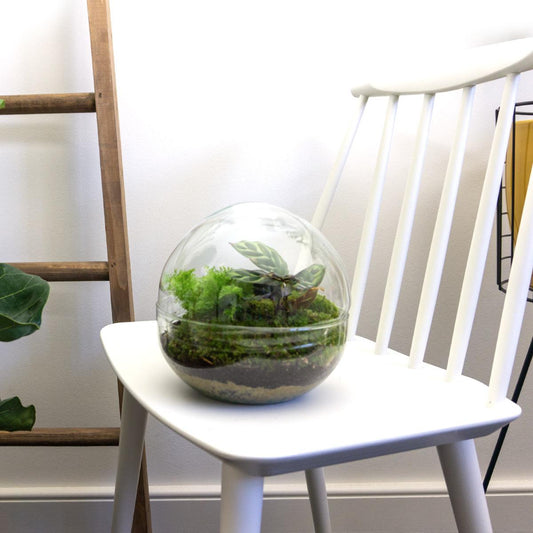 DIY planten terrarium bolglas met Fittonia en Calathea