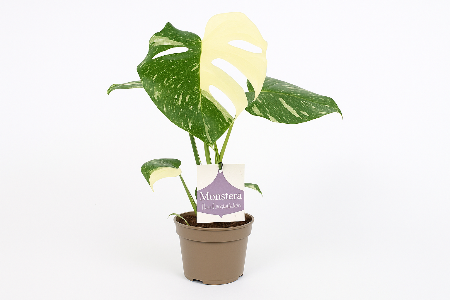 Monstera Thai Constellation met opvallende witte vlekken op donkergroene bladeren, ideale tropische kamerplant voor in huis of kantoor, luchtzuiverend en zeldzaam