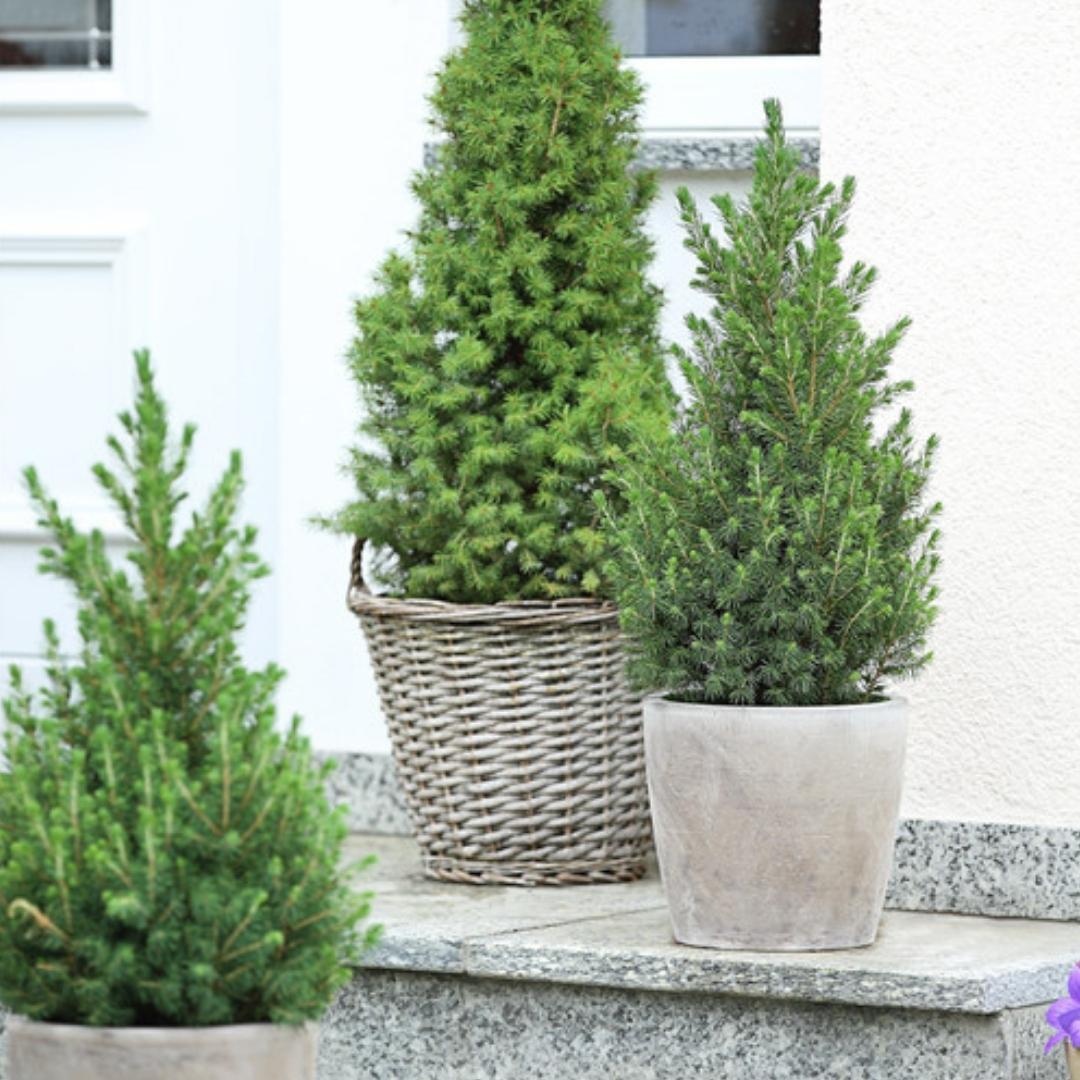 Kleine kerstboom Picea Glauca Conica van ca. 70 cm in pot Ø19 cm ideaal als mini kerstboom voor binnen, balkon of terras