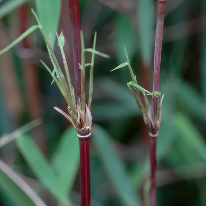 Bamboe Fargesia Red Dragon met rode stelen en groen blad – niet-woekerende, bladhoudende bamboe – geschikt voor haag, border en potten.