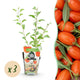 3x Fruitplanten | Goijbes | Lycium Barbarum | Bio Fruit