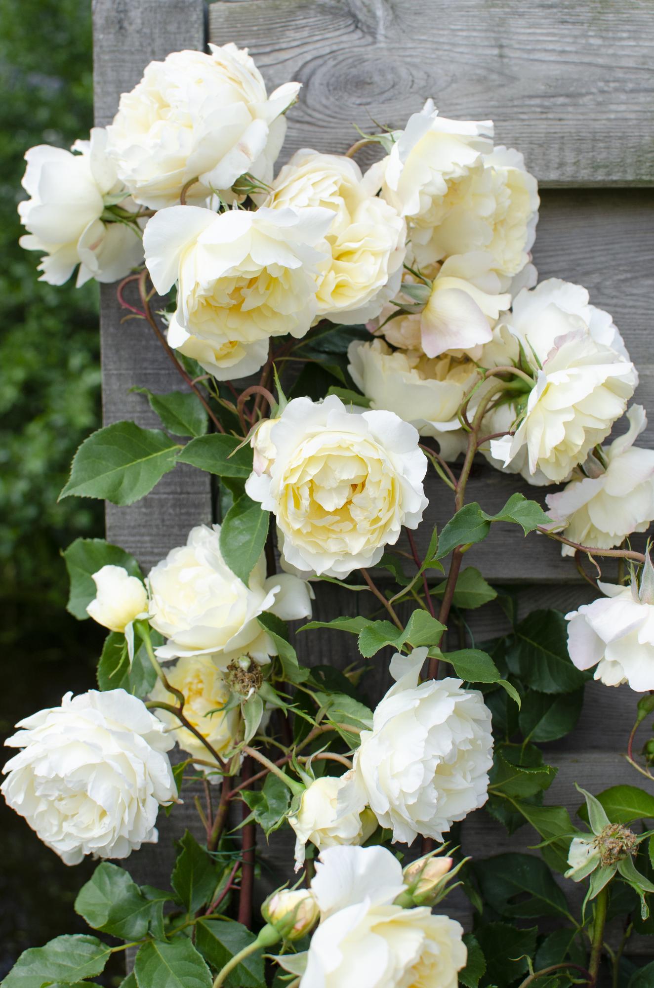 Rosa Crazy in Love ‘Vanilla’ – crèmewitte klimroos in pot Ø15cm, hoogte 65cm – bloeit van juni tot vorst met glanzend groen blad.