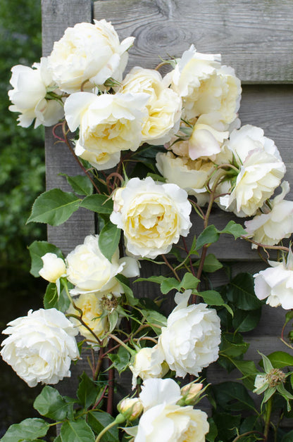 Rosa Crazy in Love ‘Vanilla’ – crèmewitte klimroos in pot Ø15cm, hoogte 65cm – bloeit van juni tot vorst met glanzend groen blad.