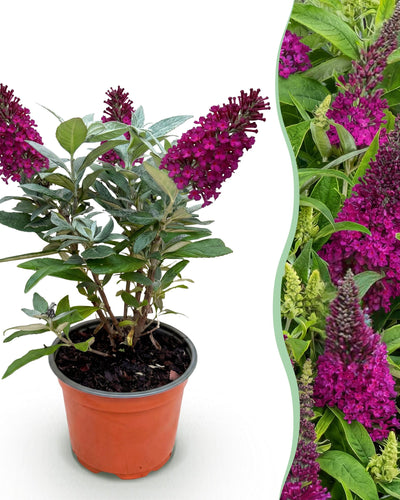 Tuinplant | Buddleja davidii Butterfly Candy Little Ruby | Vlinderstruik | Compact | Rood Paars
