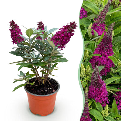 Tuinplant | Buddleja davidii Butterfly Candy Little Ruby | Vlinderstruik | Compact | Rood Paars