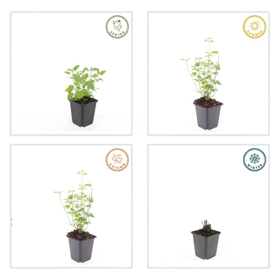 Agastache 'Black Adder' is een sierlijke vaste plant die bekendstaat om haar aromatische geur. Bij aanraking verspreidt het grijsgroene blad een typische anijs- of dropgeur.