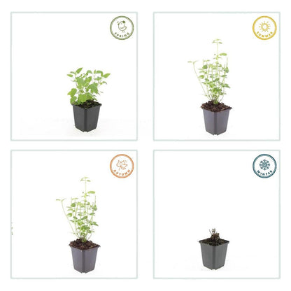 Agastache 'Black Adder' is een sierlijke vaste plant die bekendstaat om haar aromatische geur. Bij aanraking verspreidt het grijsgroene blad een typische anijs- of dropgeur.