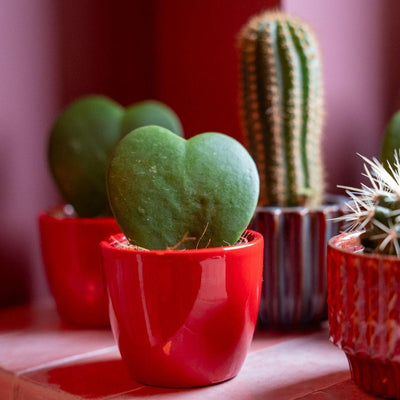 3 x Plant set met mini pot | Love | Hoya Kerrii
