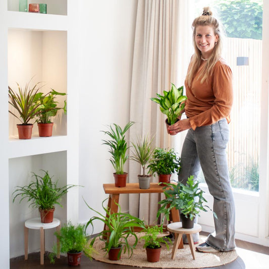 Groene Kneusjesbox met 12 verschillende kamerplanten, ideaal voor plantenliefhebbers