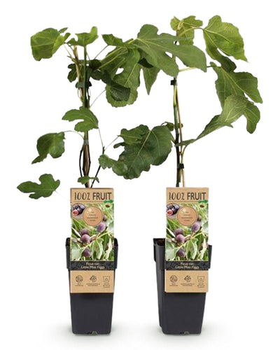 Ficus caria ‘Little Miss Figgy’ – compacte vijgenboom fruitplant, set van 2 planten in pot Ø15cm, hoogte ongeveer 50cm, met rode vruchten.”

