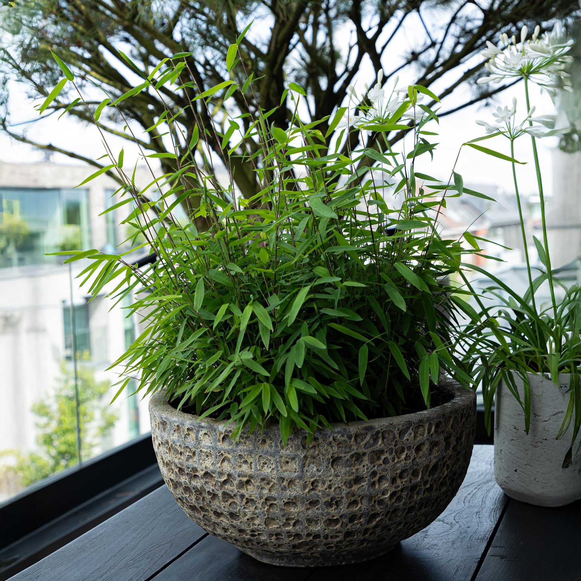 Fargesia rufa bamboe als haagplant of in border
