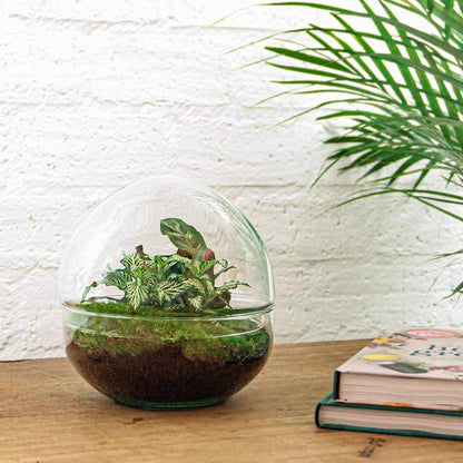 DIY planten terrarium bolglas met Fittonia en Calathea