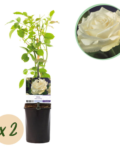 Witte klimroos met geurige bloemen voor zonnige tuinmuren