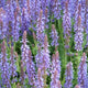 Salvia nem. 'Caradonna' | Tuinplant