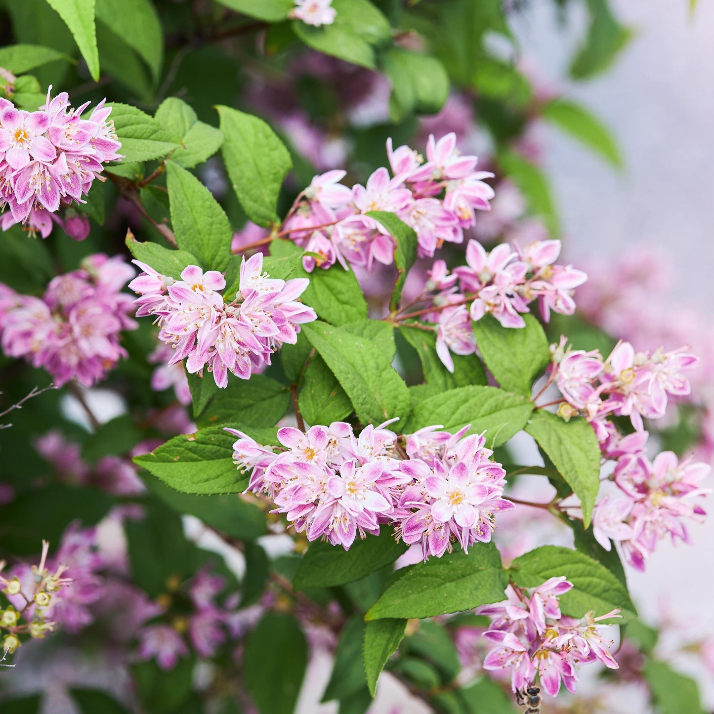 Deutzia hybrida Strawbery Fields | Heester | Bloem Roze | Tuinplant