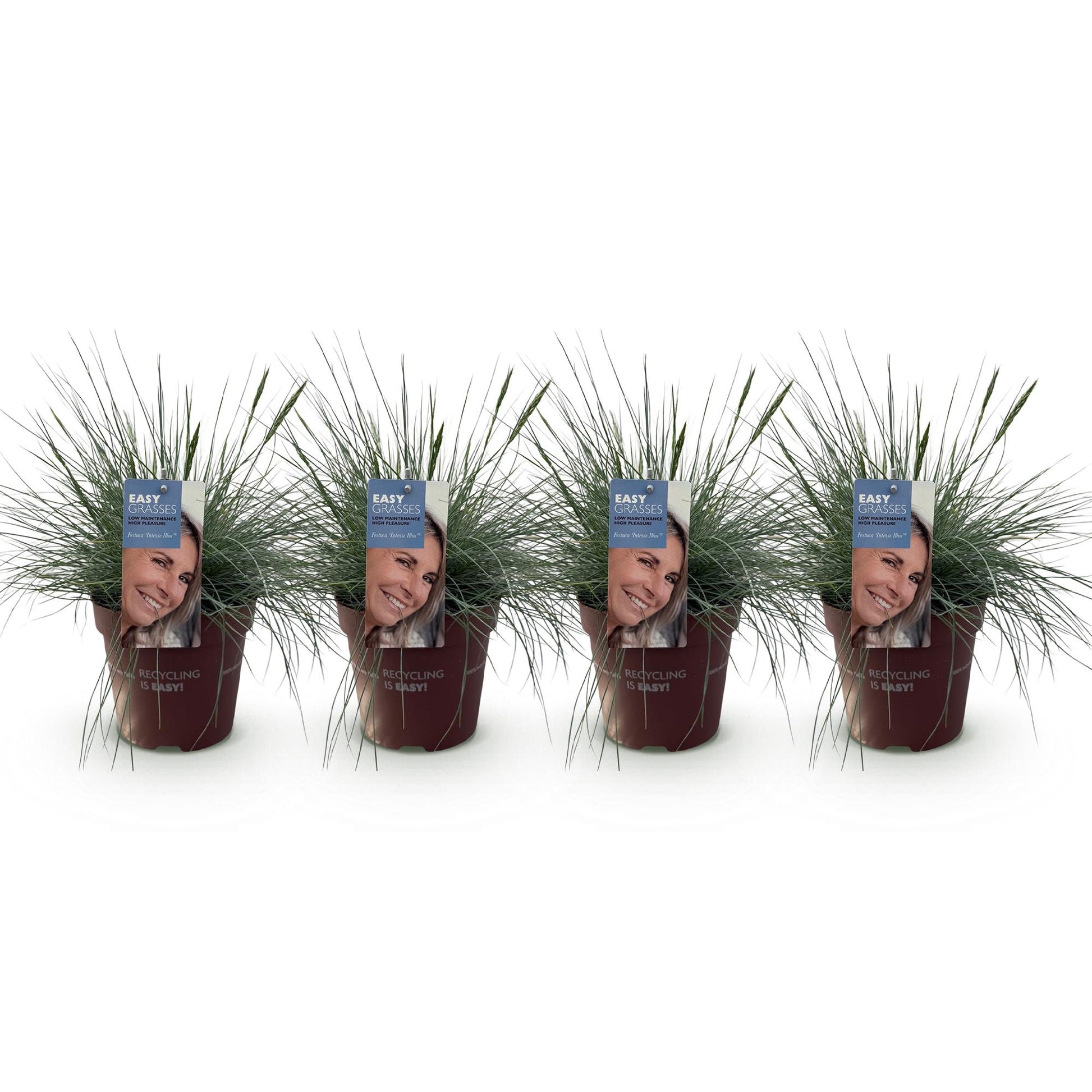 Festuca glauca Intense Blue – blauw siergras in pot