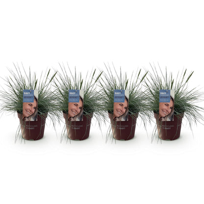 Festuca glauca Intense Blue – blauw siergras in pot