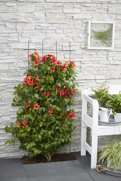 2x - Campsis Summer Jazz 'Feuertrompete' - ↨65cm - Ø15