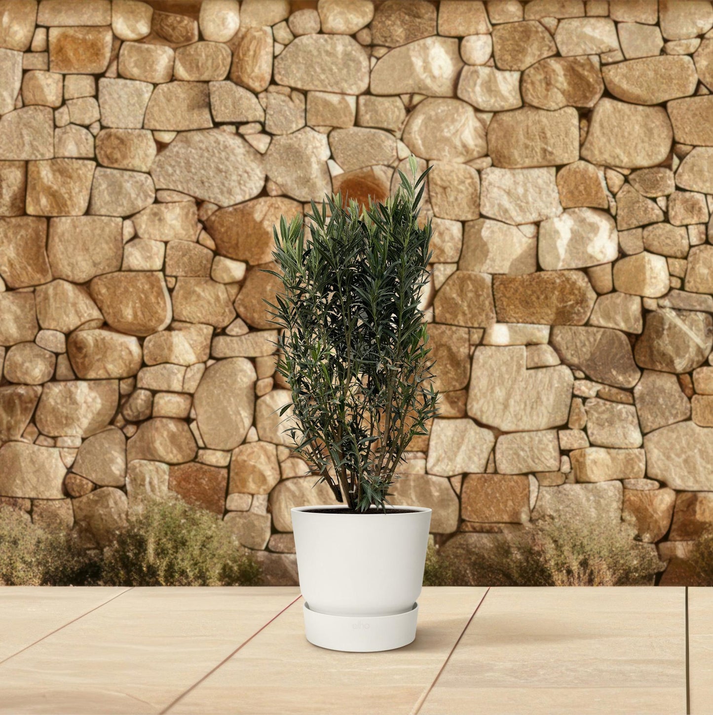 Nerium Oleander struik | Tuinplant