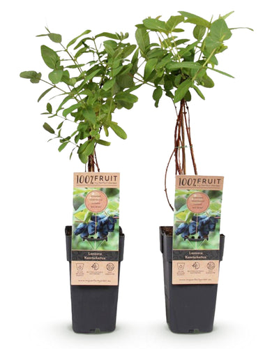 Lonicera caerulea Kamchatika – honingbes superfruitplant, set van 2 planten in pot Ø15cm, hoogte circa 50cm, met blauwe bessen.