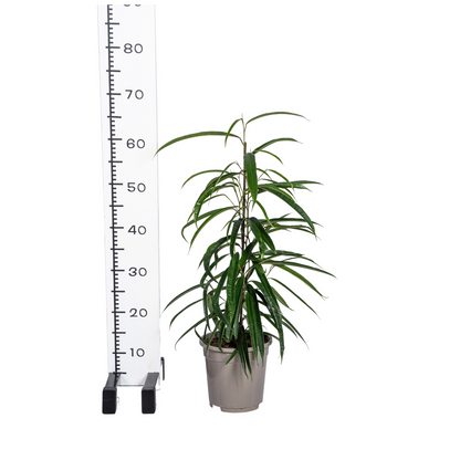 Ficus Binnendijkii Alii | Elegante Kamerplant