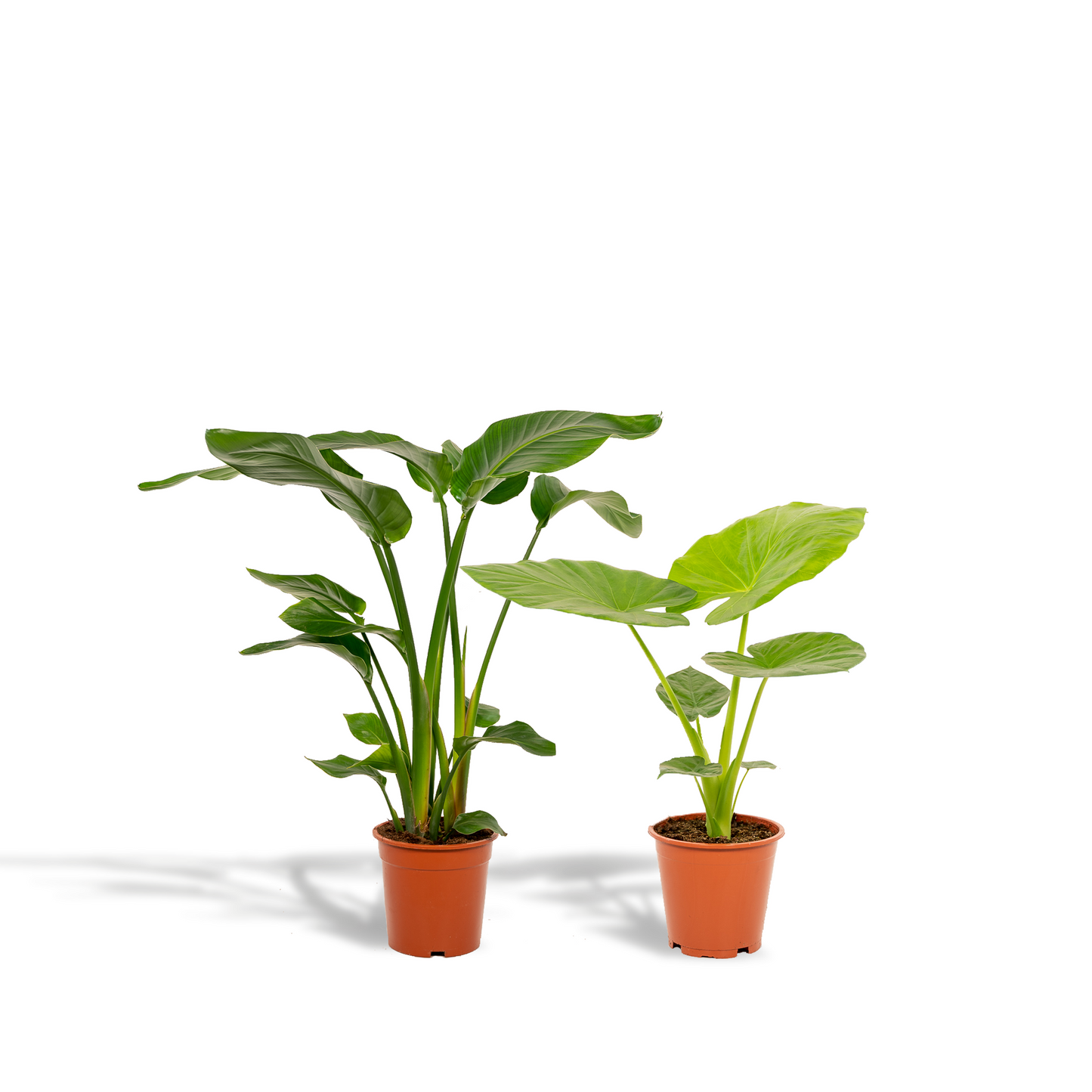Duo set | Strelitzia Nicolai & Alocasia Macrorrhiza | Kamerplant