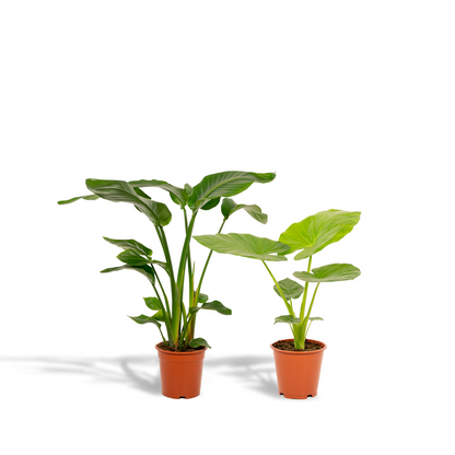 Duo set | Strelitzia Nicolai & Alocasia Macrorrhiza | Kamerplant