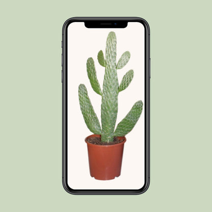 Opuntia Consolea | Cactus