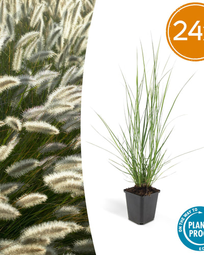 Pennisetum alopecuroides 'Hameln' siergras van 10–25 cm in Ø9 cm pot – romige pluimen, onderhoudsvriendelijk siergras voor borders, potten en tuindecoratie