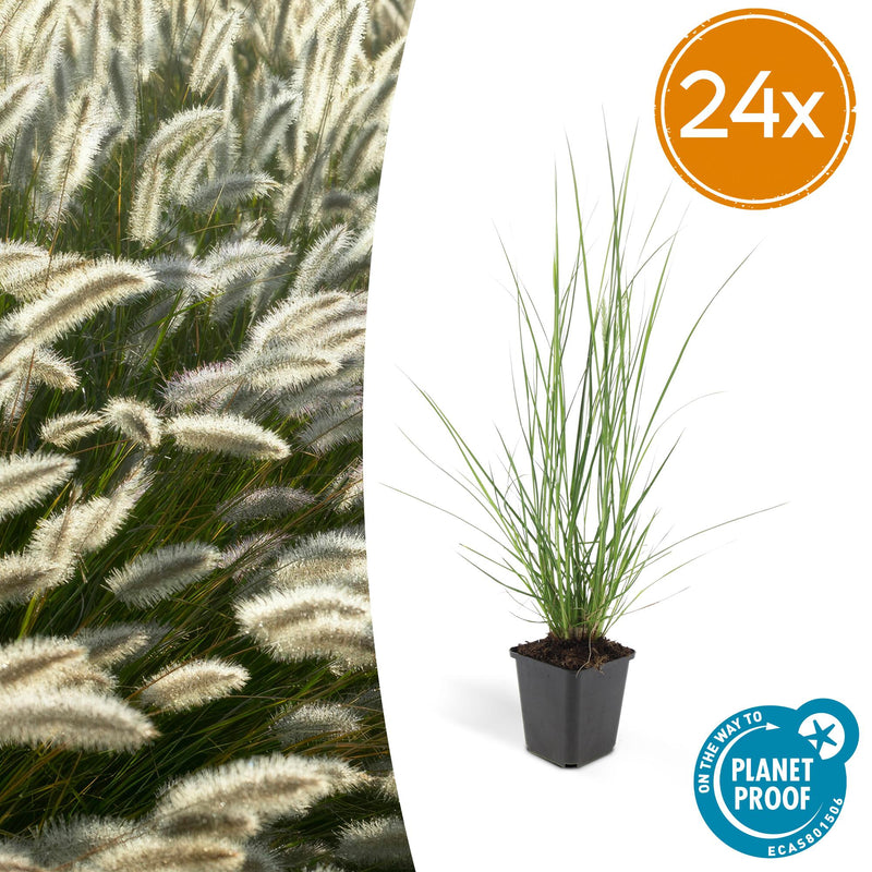 Pennisetum alopecuroides 'Hameln' siergras van 10–25 cm in Ø9 cm pot – romige pluimen, onderhoudsvriendelijk siergras voor borders, potten en tuindecoratie