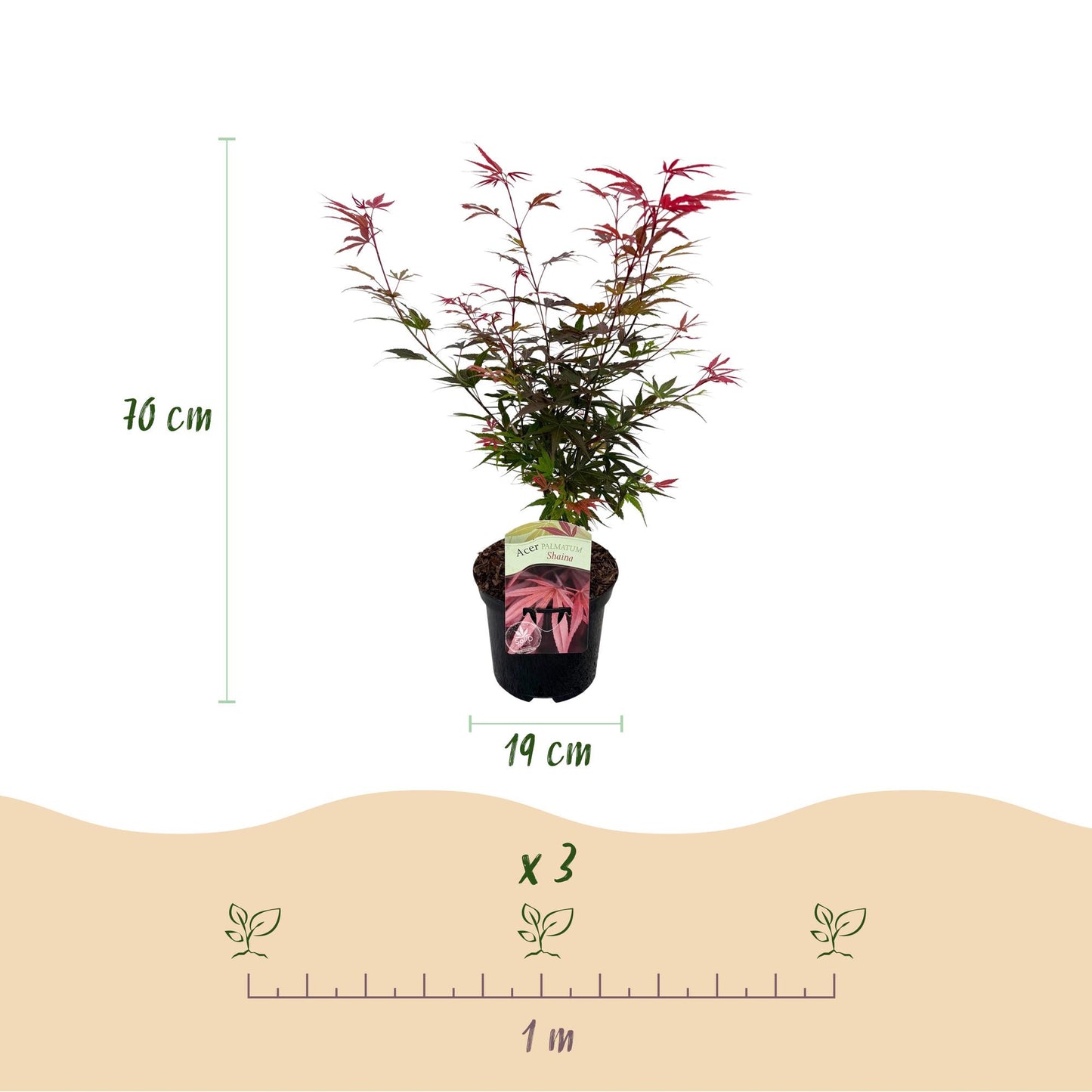 Japanse Esdoorn - Acer palmatum Shaina - Rood - 2 Planten - Bladverliezend - Pot 19cm Hoogte 70cm