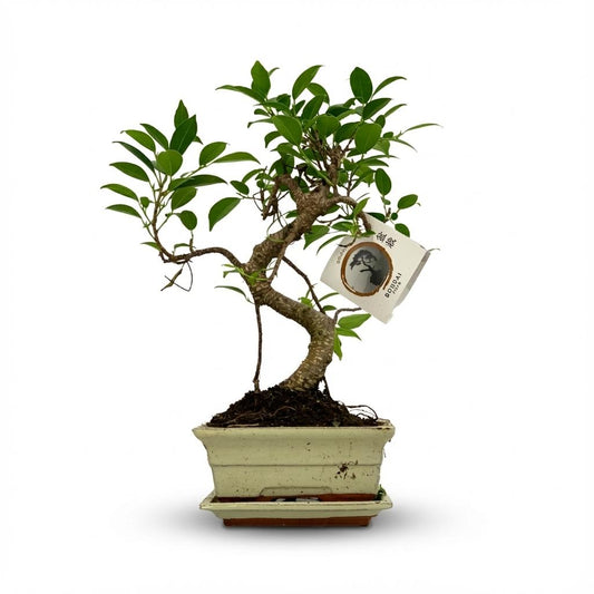Bonsai miniatuurboom S-vormige stam in keramische schaal