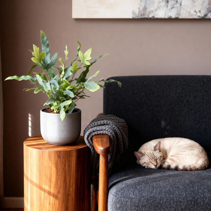 Blauwgroene kamerplant met sierlijke bladeren voor woonkamer