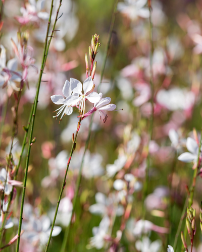 Luchtige tuinplant met witte bloemen voor zonnige borders