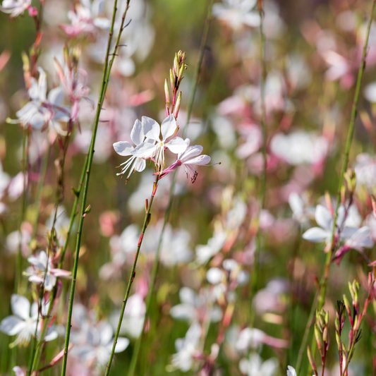 Luchtige tuinplant met witte bloemen voor zonnige borders