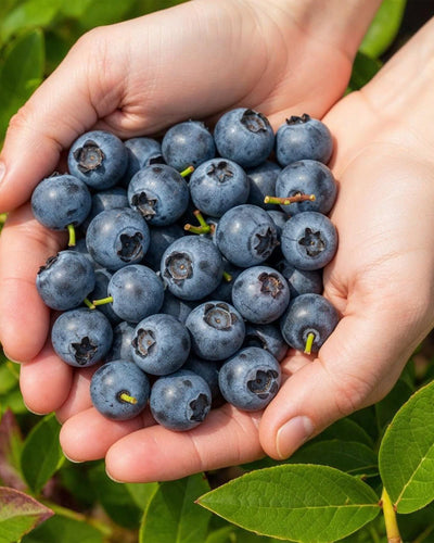 3 x Fruitplanten Blauwe Bes Vaccinium corymbossum Northland | Biofruit