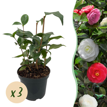 Camellia japonica Tricolour met roze, witte en rode bloemen – 3 planten in pot 15 cm