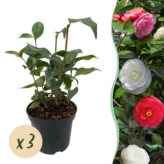 Camellia japonica Tricolour met roze, witte en rode bloemen – 3 planten in pot 15 cm