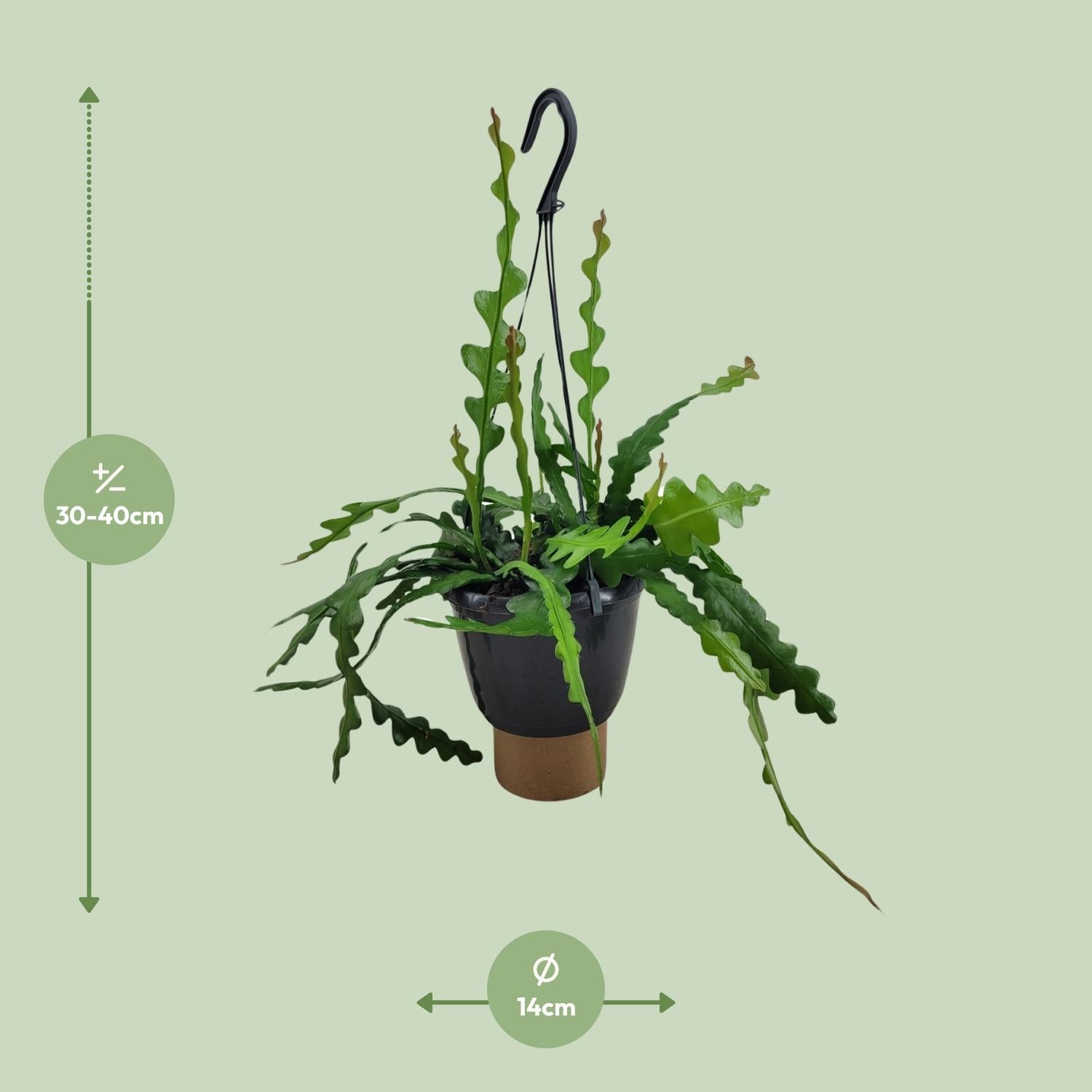 Epiphyllum Anguliger – Fishbone cactus met visgraatvormige bladeren in pot Ø14cm, hoogte 35cm – exotische en makkelijke kamerplant.