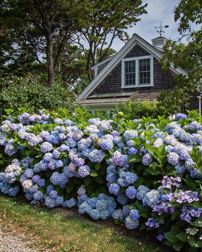 4 x Hydrangea Endless Summer The Original Blue | Winterhard | Tuinplant
