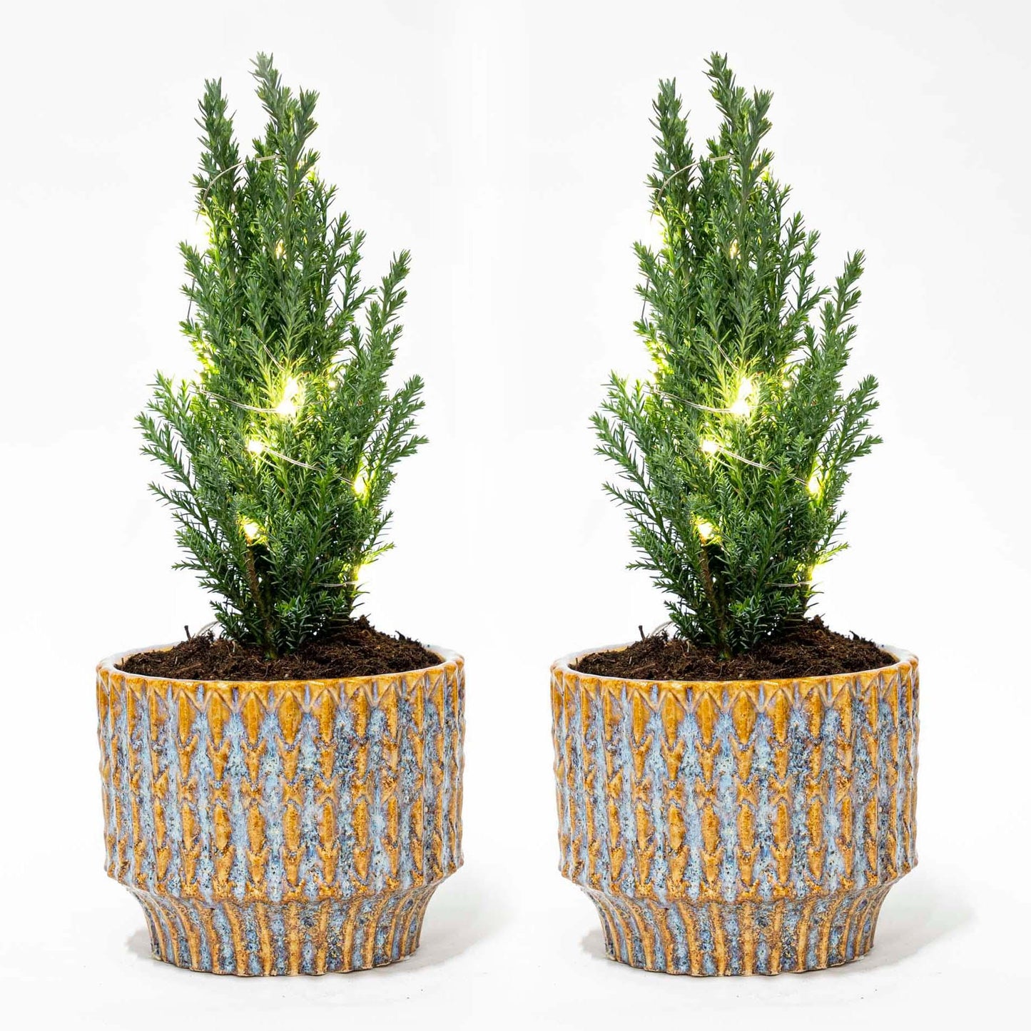 2x Mini Kerstboom | Pot Echo