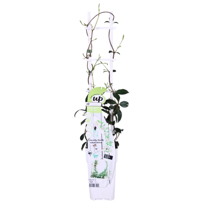 Witte Toscaanse jasmijn met geurige bloemen voor zonnige tuin