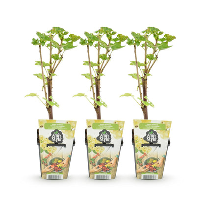 Witte bessenplant voor tuin en balkon