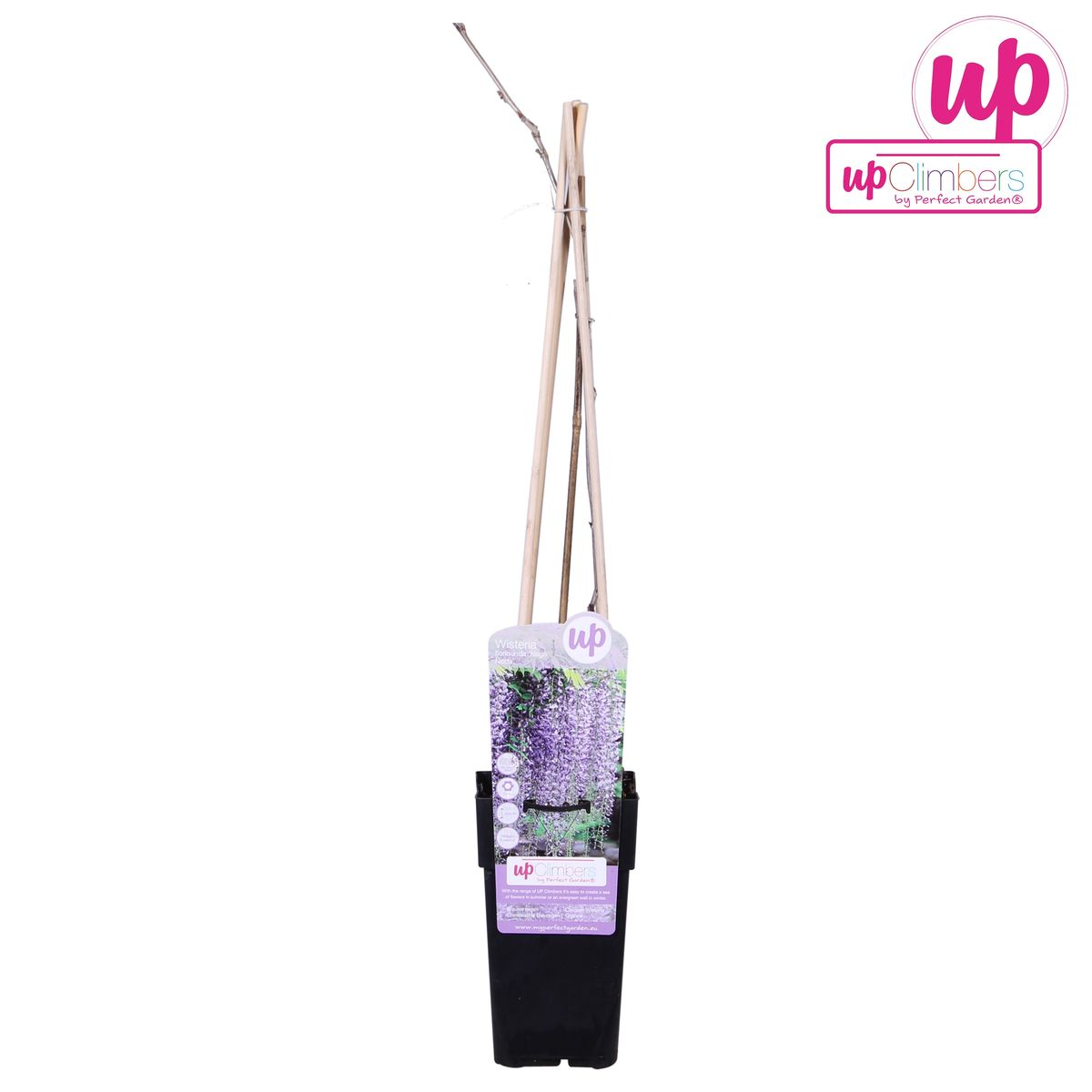 Wisteria floribunda ‘Naga Noda’ – Paarse regen – Ø15 cm – ↕65 cm – Bloeiende klimplant - Paarse regen nu Planttoday