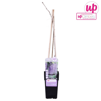 Wisteria floribunda ‘Naga Noda’ – Paarse regen – Ø15 cm – ↕65 cm – Bloeiende klimplant - Paarse regen nu Planttoday