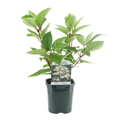1x Hydrangea paniculata Wims Red | Buitenplant | Pluimhortensia