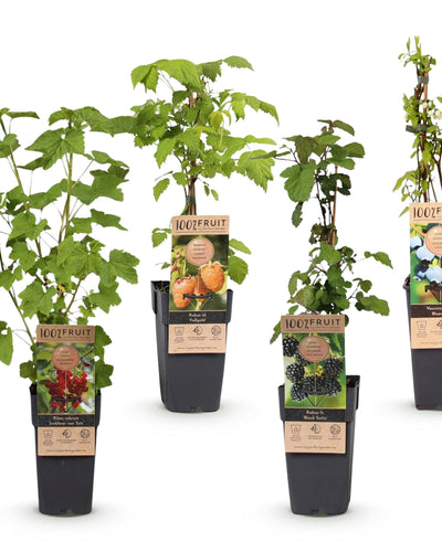 4 x Fruitplanten Mix ‘Rainbow’ | Rode bes, braam, framboos en blauwe bes