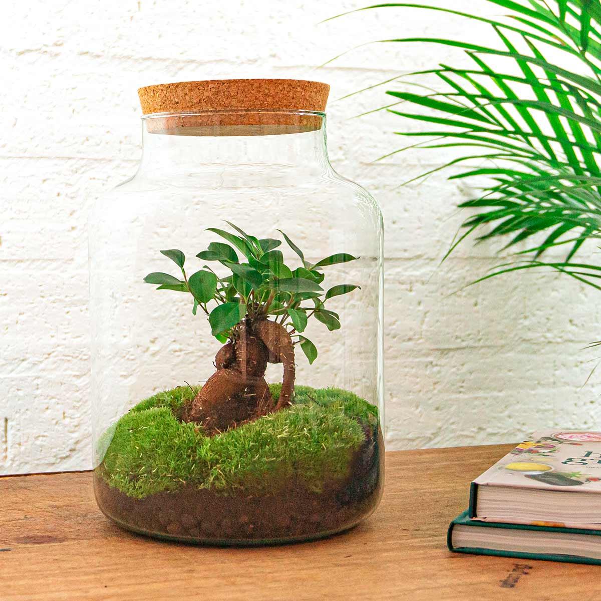 DIY Planten terrarium met licht | Milky Bonsai